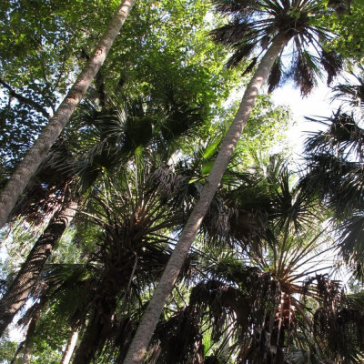 Palmettopalme