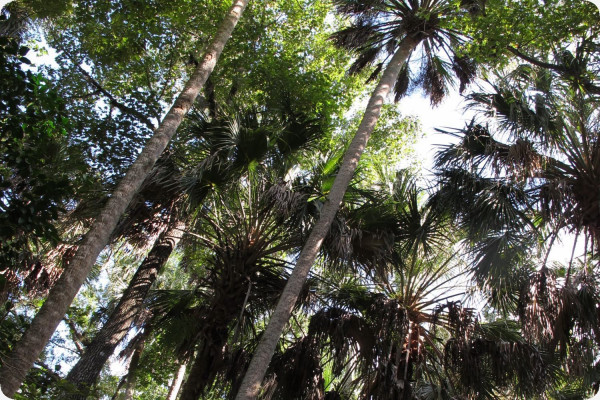 Palmettopalme