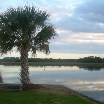 Palmettopalme
