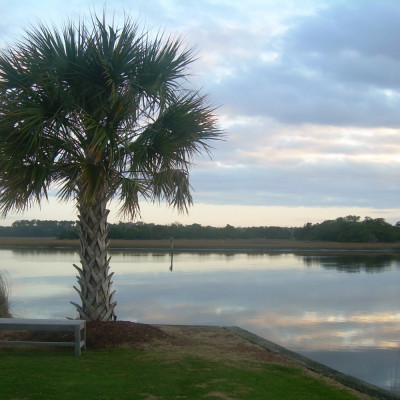 Palmettopalme
