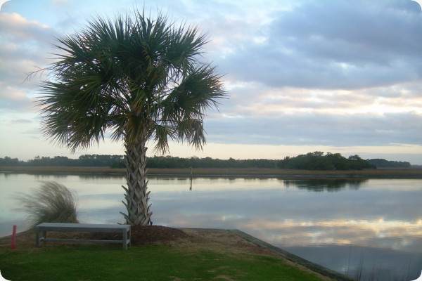 Palmettopalme
