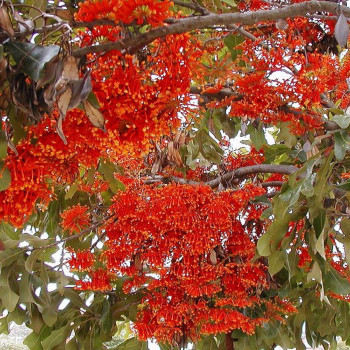 Australischer Feuerradbaum