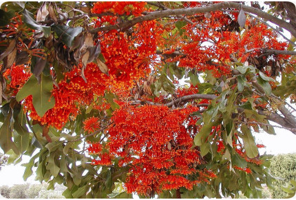 Australischer Feuerradbaum