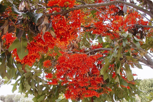 Australischer Feuerradbaum