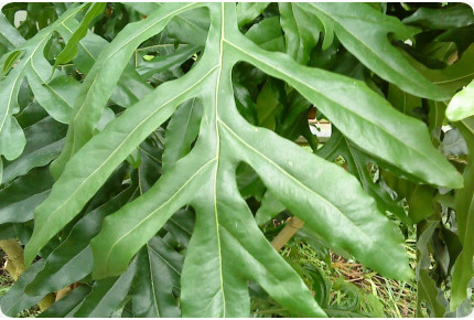 Australischer Feuerradbaum