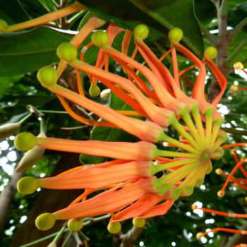 Australischer Feuerradbaum