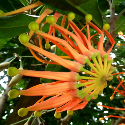 Growing kit - Fascination Tropical Rainforest