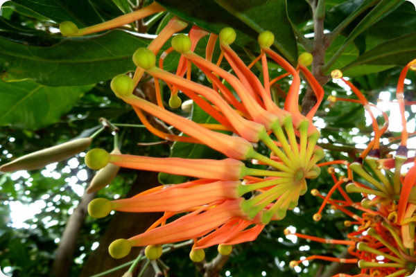 Growing kit - Fascination Tropical Rainforest