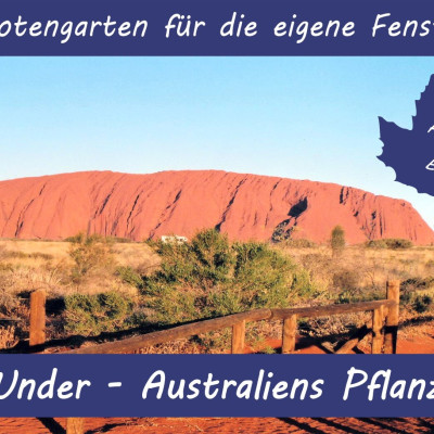Anzuchtset - Australiens Pflanzenwelt