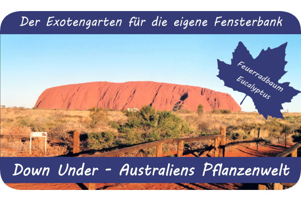 Anzuchtset - Australiens Pflanzenwelt