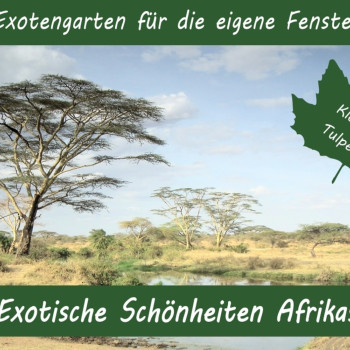 Growing kit - Exotic beauties of Africa