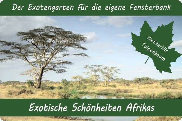Anzuchtset - Exotische Schönheiten Afrikas
