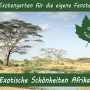 Anzuchtset - Exotische Schönheiten Afrikas