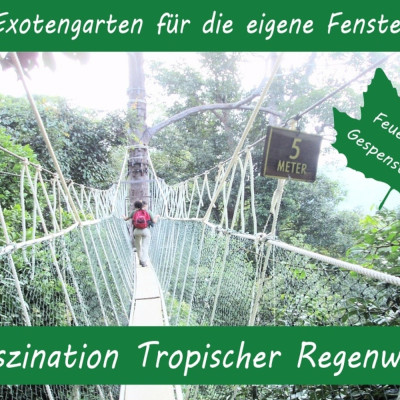Growing kit - Fascination Tropical Rainforest