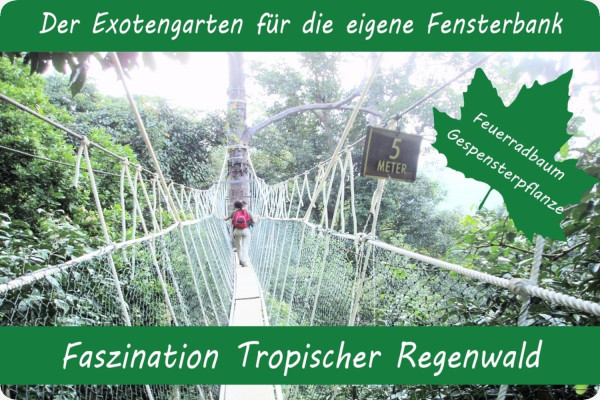 Growing kit - Fascination Tropical Rainforest