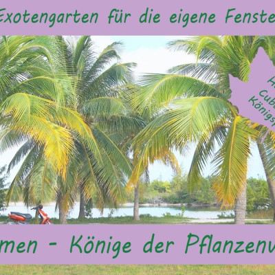 Anzuchtset - Palmen - Könige der Pflanzenwelt