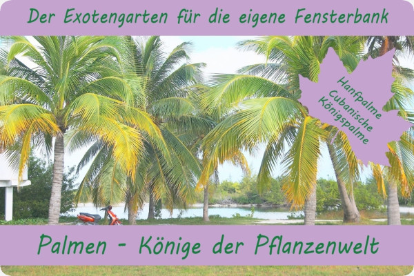 Anzuchtset - Palmen - Könige der Pflanzenwelt