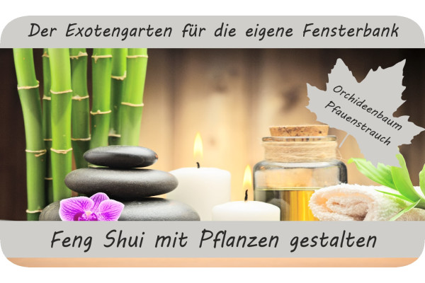 Anzuchtset - Feng Shui mit Pflanzen gestalten