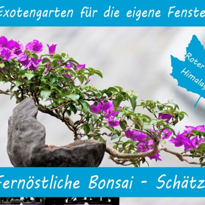 Growing kit - Far Eastern bonsai treasures