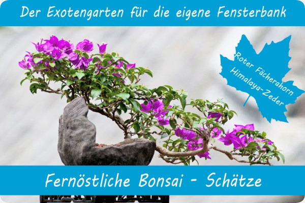 Growing kit - Far Eastern bonsai treasures