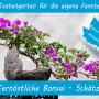 Anzuchtset - Fernöstliche Bonsai-Schätze