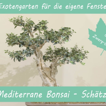Anzuchtset - Mediterrane Bonsai-Schätze