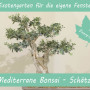 Anzuchtset - Mediterrane Bonsai-Schätze