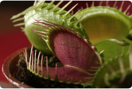 Venus - Fliegenfalle