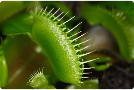 Venus - Fliegenfalle