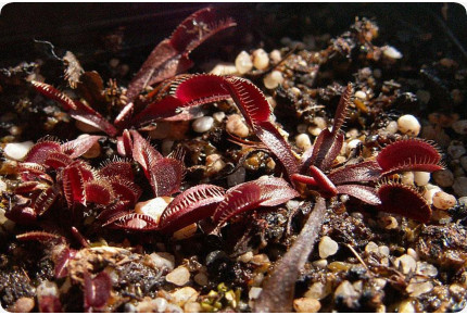 Venus - Fliegenfalle