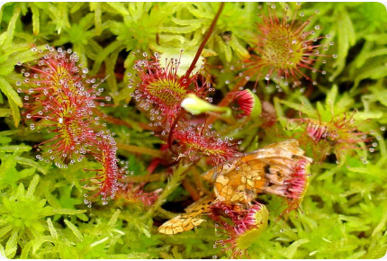 Rundblättriger Sonnentau