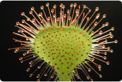 Rundblättriger Sonnentau