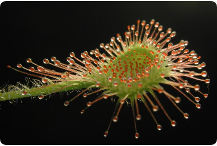 Rundblättriger Sonnentau