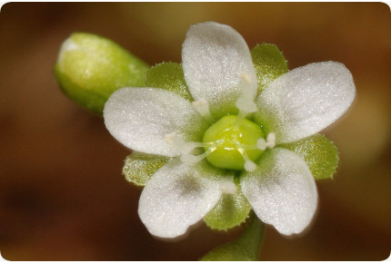 Rundblättriger Sonnentau