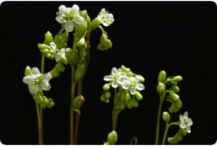 Rundblättriger Sonnentau