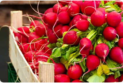 Radieschen - Saatband