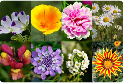 Balkonkasten - Saatband