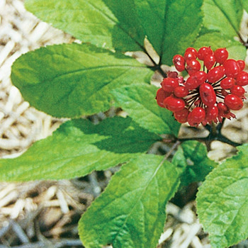 ginseng