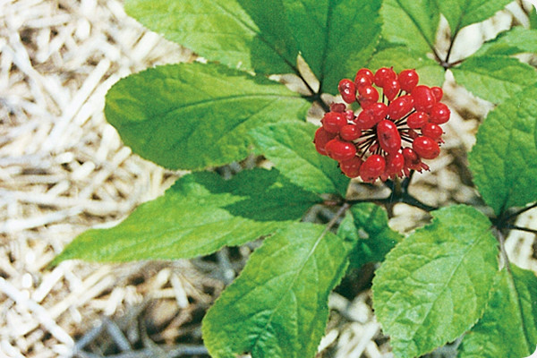 ginseng