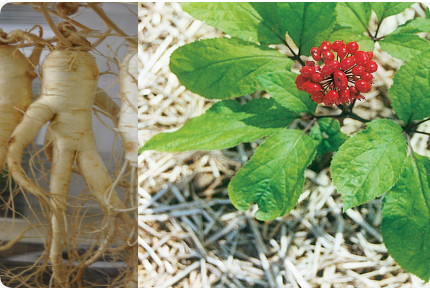 Ginseng