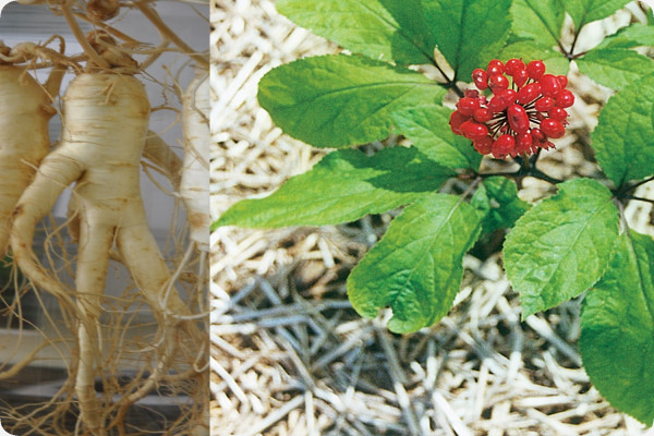ginseng