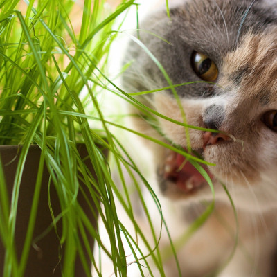 Cat grass seed tape