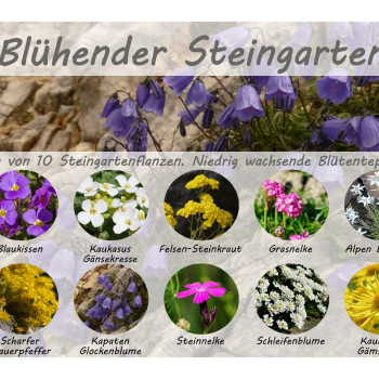 Flowering rock garden - seed set