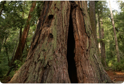 Küsten - Mammutbaum