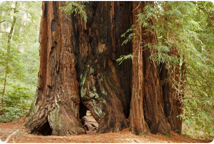 Küsten - Mammutbaum