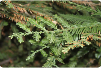 Küsten - Mammutbaum