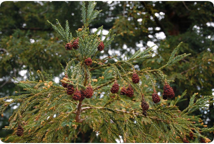 Küsten - Mammutbaum