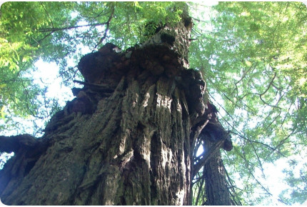 Küsten - Mammutbaum