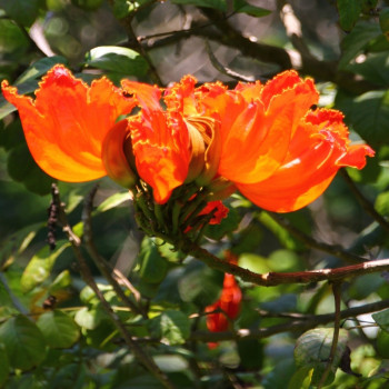 African Tulip Tree