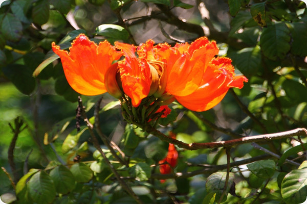 Afrikanischer Tulpenbaum